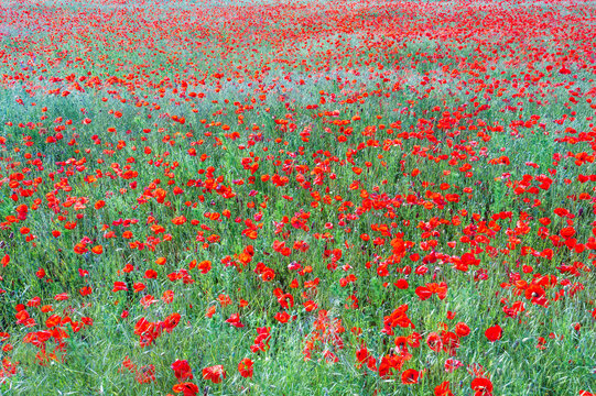 Bird's-eye view of a poppy field next to a grain field in Rheinhessen - Germany near Flonheim
