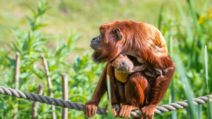 Red Howler Monkey with a Baby