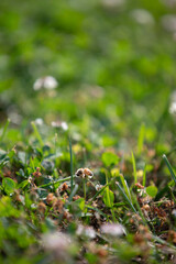 Obraz premium Small Worker Bee Gathering Nectar