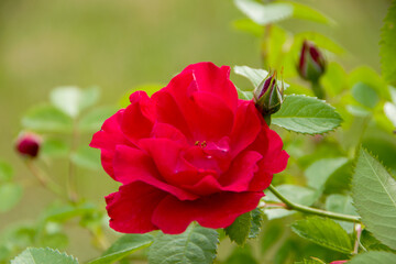 Fototapeta premium Red flower of a blooming rose bud on a blurred background of nature. Spring background. Close-up