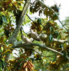 A pair of Eurasian Collared Doves perched together high in a Southern Magnolia tree.