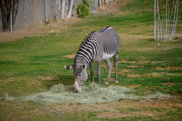 Fototapeta na wymiar zebra eating grass