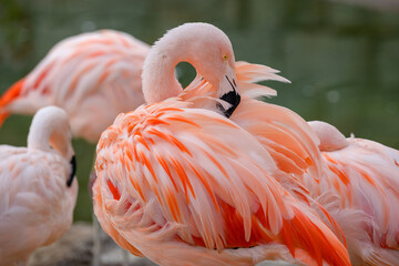 Pink Flamingo with Green Background
