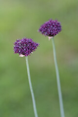 Dark purple flowers of ornamental garlic.