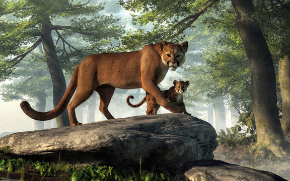 A cougar and her cub watch you in the forest.  The mountain lions look wary of you as the mother holds her baby back with her paw.  Both of these cats look intently at you. 3D rendering
