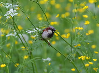 A sparrow sits on the stem of a flower