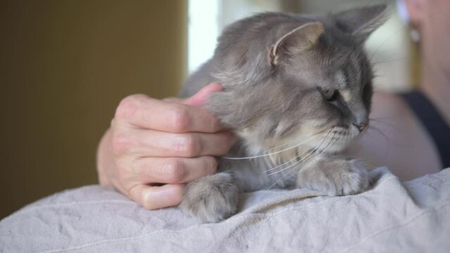 Rack focus from mature woman with towel on head retting on bed and caressing calm gray cat in soft daylight