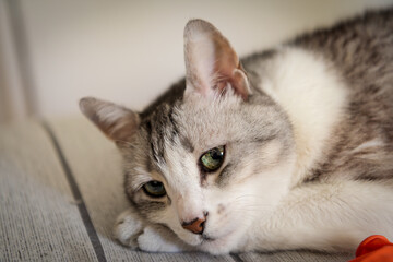 Sad cat lies on the sofa, putting his head on his paws. 