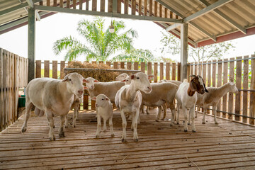 Group of sheep stay calm together in stable and some of them look at camera with day light.