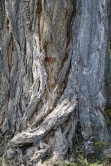 old wrinkled bark of a tree
