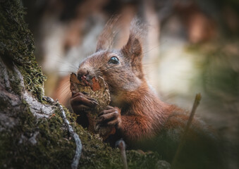 Eichhörnchen frisst ein Stück Baumrinde