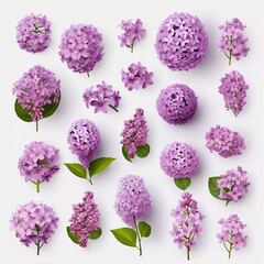 Collection of purple lilac flowers over white background, created with AI generative tools
