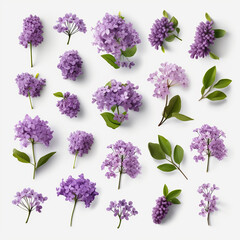 Collection of purple lilac flowers over white background, created with AI generative tools