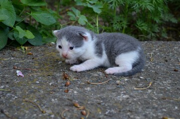 small gray and white kitten