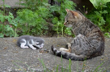 mother cat and little kitten