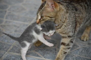 mother cat is carrying a little kitten