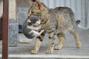 mother cat is carrying a little kitten