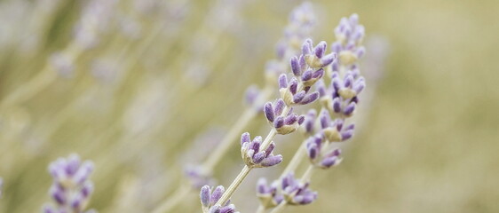 lavender bloom background banner. Copy space