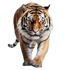 Zelfklevend Fotobehang Tiger on Transparent Background © sixis