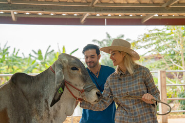 Fototapeta na wymiar Beautiful farmer woman and the veterinarian take care cow in farm stable and they look happy to process of work together.