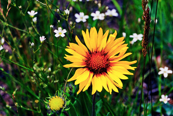 Wild blanketflower in the Colorado foothills during spring