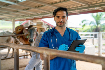 Portrait of veterinarian with blue gloves hold tablet stay in front of cow stable also look to at...