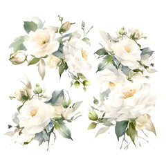 Watercolor bouquet of white roses on a white background. Vector illustration.