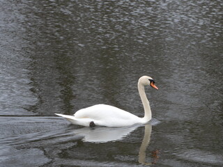 Fototapeta premium white swan on the lake