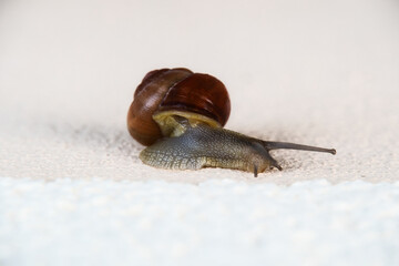 weinbergschnecke auf wanderschaft
