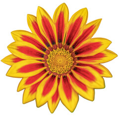 Obraz premium yellow Gazania flower isolated on white 