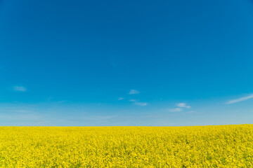 Rape flower field against blue sky. Growing Yellow Rape. 