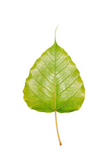 Fototapeta premium Light green Bodhi leaf isolated on white background.