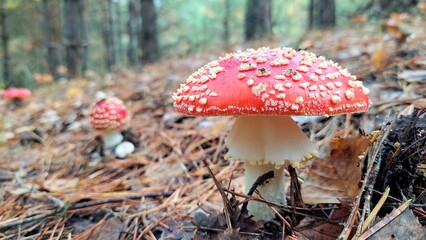 Mushroom fly agaric in the autumn forest. Mushroom with a red cap