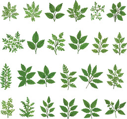 Collection of green leafy plants forest herbs spring tropical leaves flora. Vector botanical decorative drawing