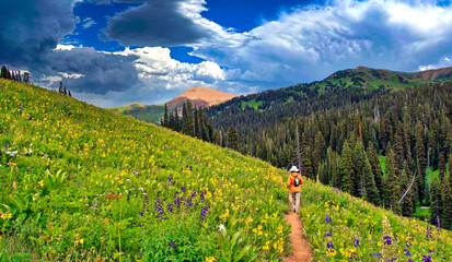 Hiker walks through a field of wildflowers along the West Maroon Trail near Crested Butte, Colorado