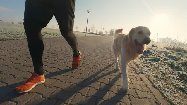 Man running with golden retriever dog with sunset sunlight outdoors. Guy with pet doggy jogging together, closeup leg view