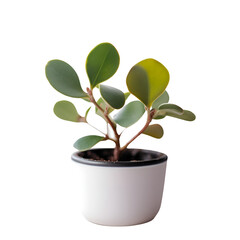 Ficus in a pot isolated on white background with clipping path.