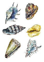 Sea Shells. Collection. Tanzania, Africa. Watercolor hand drawn illustration - 614832027