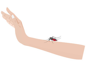 Aedes mosquito on a white background.