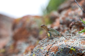 Eastern Collard Lizard on a Rock