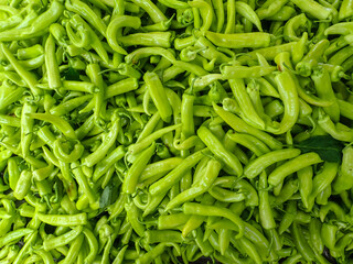 Chili pepper plantation with plastic film placed over the ground, yellow chilli pepper plant in a farmer's field, paprika, chili pepper in greenhouse or glasshouse, in Jijel Algeria, North Africa.
