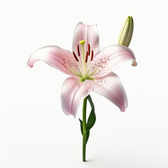 Pink lily, flower, isolated on white background. AI generated.