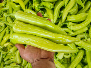 pepper, chili, chili pepper, plant, yellow, capsicum, vegetable, peppers, chilli, hot, yellow chili pepper, green chili pepper plant, green, agriculture, closeup, harvest, Jijel Algeria, North Africa.