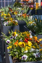 Fotobehang Outdoor flower pots with pansies for small garden, patio or terrace © Daniela Baumann