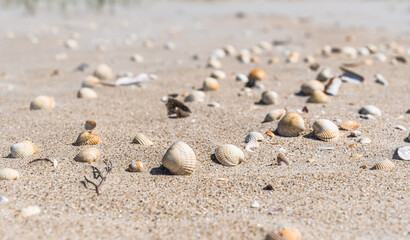 Fototapeta na wymiar Mussel shells in the sand at a beach