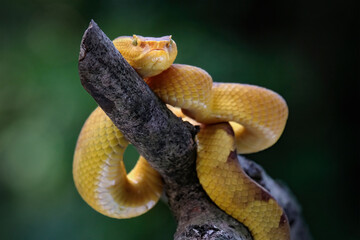 Trimeresurus Puniceus pit viper