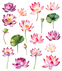 Fototapeta na wymiar Set of Watercolor painting of a beautiful pink lotus flowers on a white background. Cut out PNG illustration on transparent background. AI Generative.