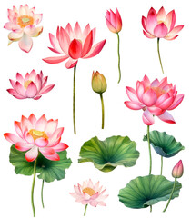 Collection of Watercolor painting of a beautiful pink lotus flowers on a white background. Cut out PNG illustration on transparent background. AI Generative.