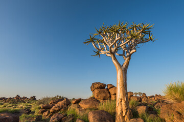 The quiver tree, or aloe dichotoma, Keetmanshoop, Namibia.