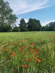 Poppies with red blossoms on a field